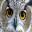 owl owl